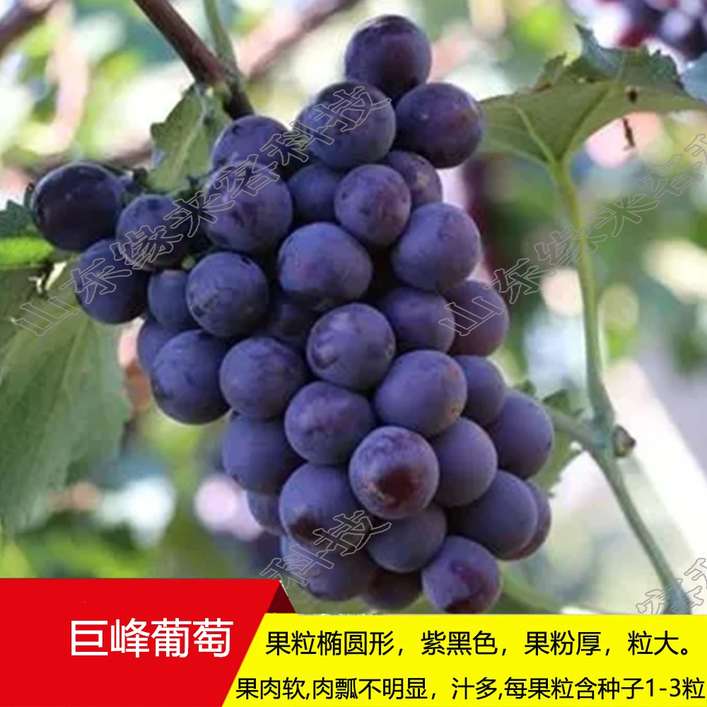 【巨峰葡萄苗】营养杯带原土 果粒大抗病好 新手种植 易成活葡萄树
