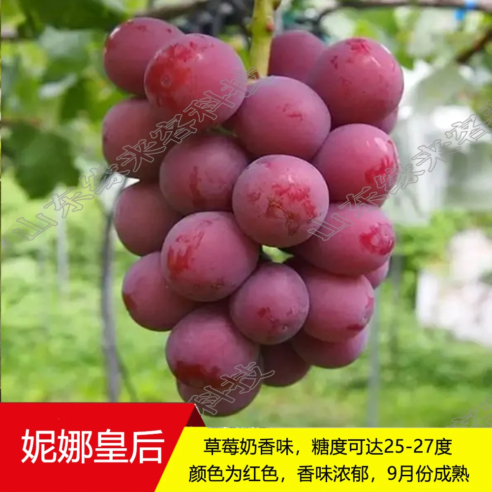 妮娜皇后葡萄苗阳光玫瑰品种保真自有基地葡萄树栽种