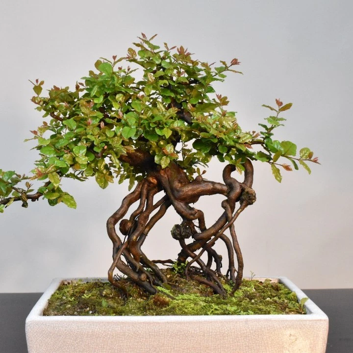 老桩提根雀梅 盆栽