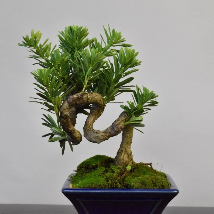 金钻罗汉松 盆栽