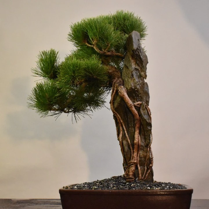 【实图实物】附石黑松盆栽