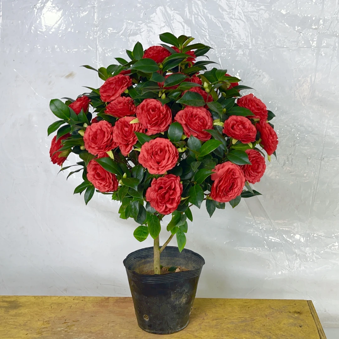 红灯笼山茶花大花正红色中国红盆栽绿植阳台室内盆栽耐寒带花苞