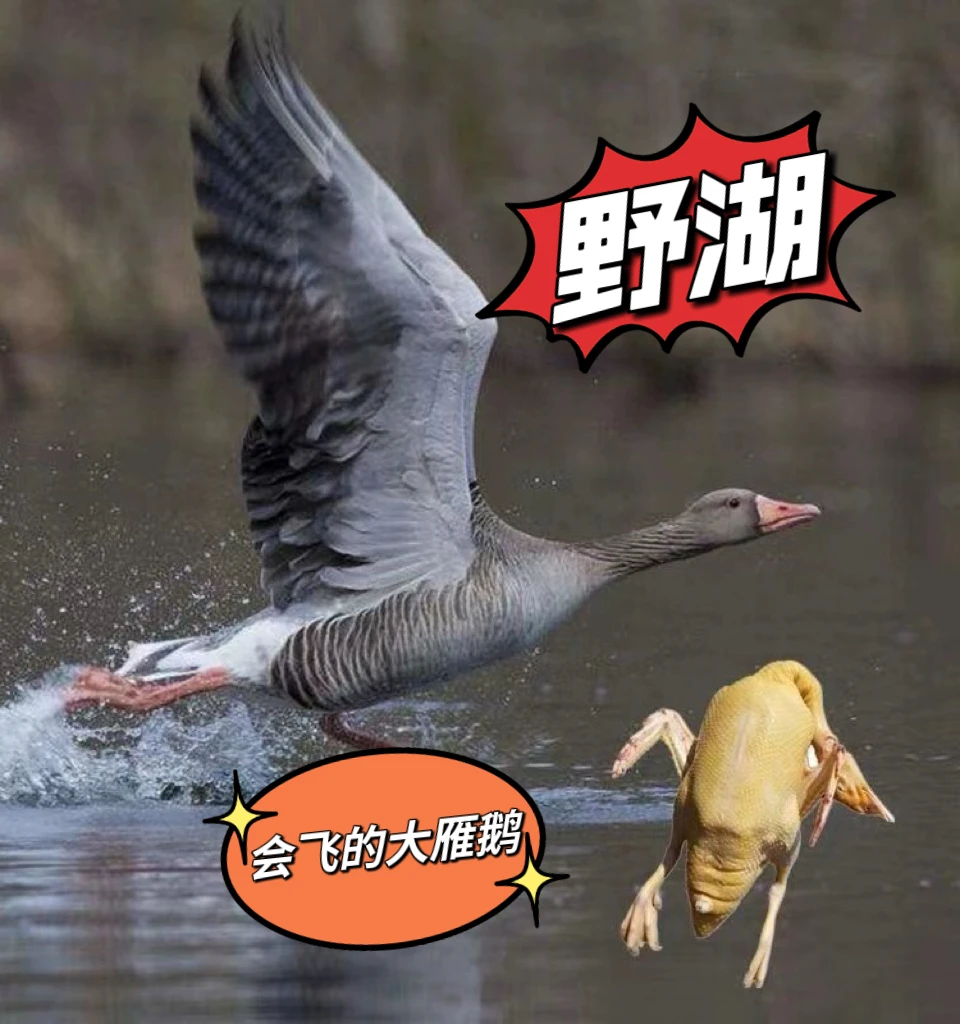 鲜嫩 大鹅 现杀现发 5斤左右/只 野湖自然繁殖 更补更好吃 美味