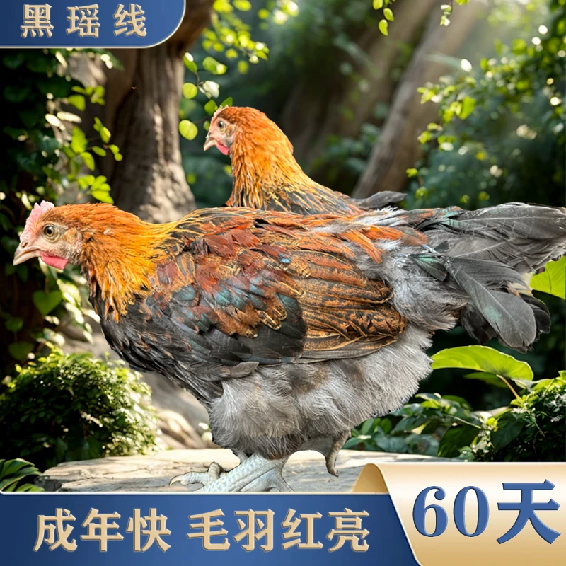 腌鸡（138四个） 生鲜包邮
