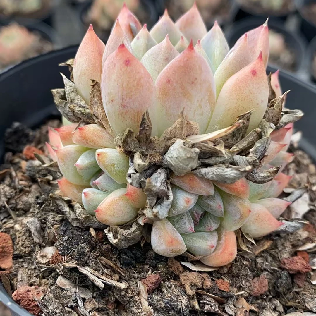 阿尔卑斯单双混发 精控精养多肉