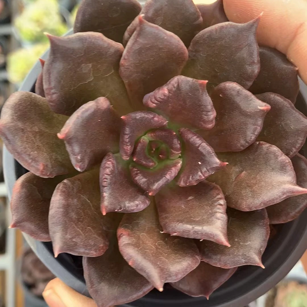 黑饺子皮  7 公分   精品多肉