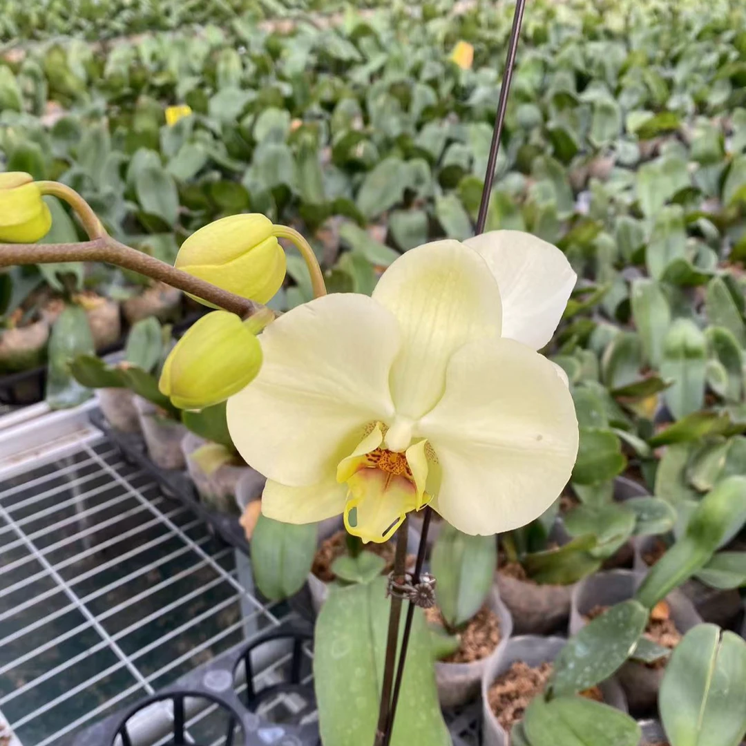 【兰蝶汇】绿地球蝴蝶兰带花带花苞发货室内阳台桌面花
