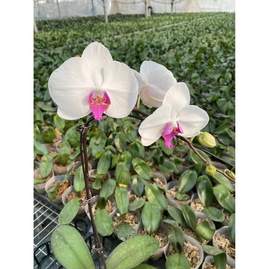 兰蝶汇【一见钟情双剑】蝴蝶兰带花发货室内阳台桌面花