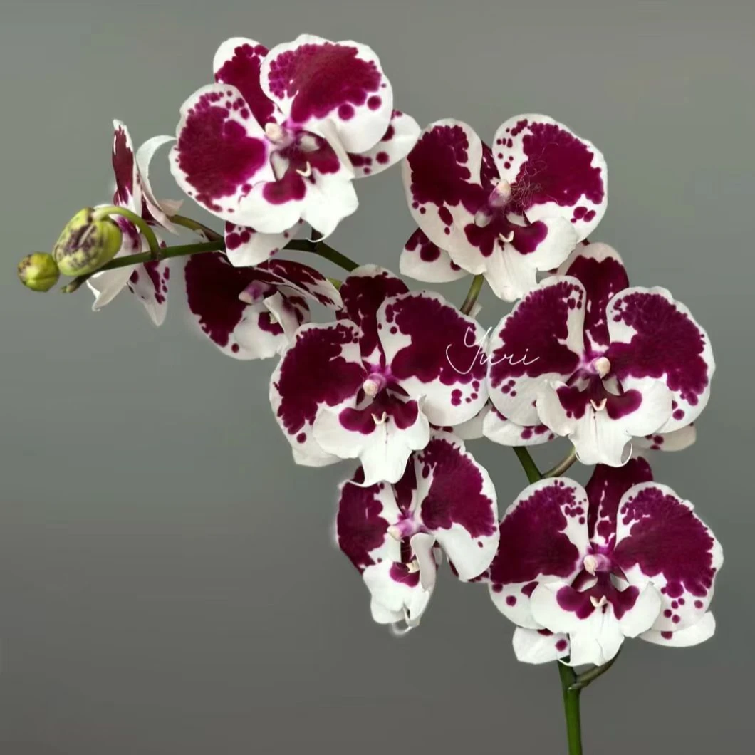 兰蝶汇【一千零一夜】蝴蝶兰带花发货