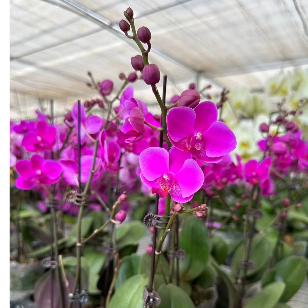 【兰蝶汇】一物一拍 蝴蝶兰带花发货室内阳台桌面花养护花卉