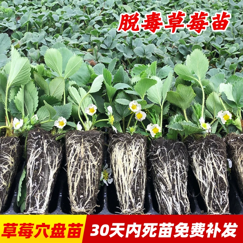 四季草莓苗秧盆栽红颜奶油草莓苗带花带果天使梦之莹种植穴盘苗
