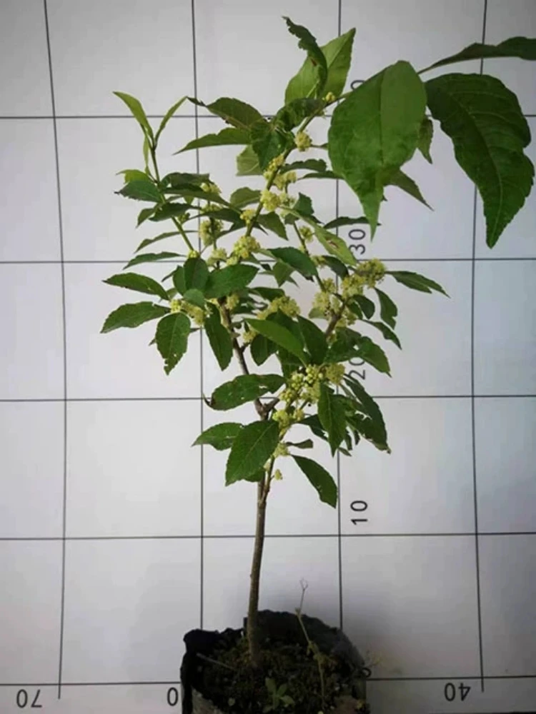 北美冬青雄苗盆栽地栽耐寒绿植花卉客厅阳台庭院种植授粉用苗直发
