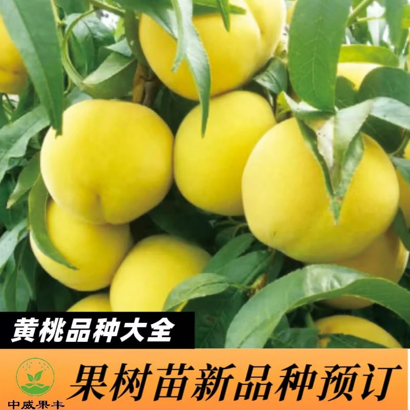 黄桃品种 免套袋黄桃黄霸   黄金霸  五月黄金桃  早熟黄桃新品种