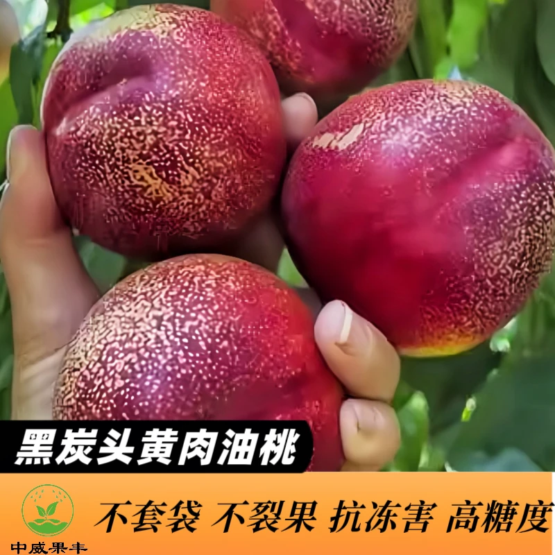 黑炭头158黄肉油桃6月上旬成熟果树苗 不裂果抗冻害  高糖度