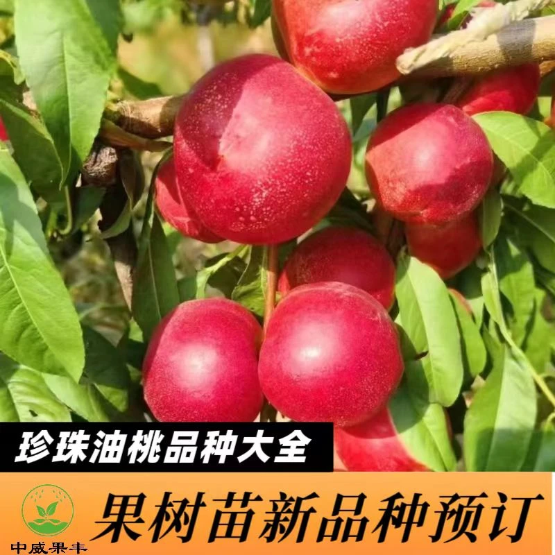 珍珠油桃苗迷你油桃 枣油桃 新品种省时省工省力 免蔬果 不套袋