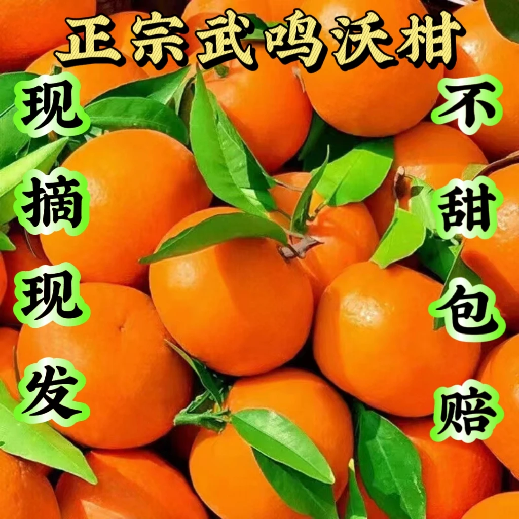 正宗武鸣沃柑新鲜柑子应季柑橘好吃水果净重5斤/9斤果园现摘现发