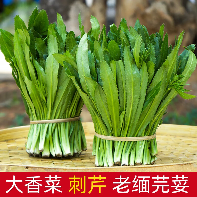 云南德宏特产 老缅芫荽 刺芹菜芫碎