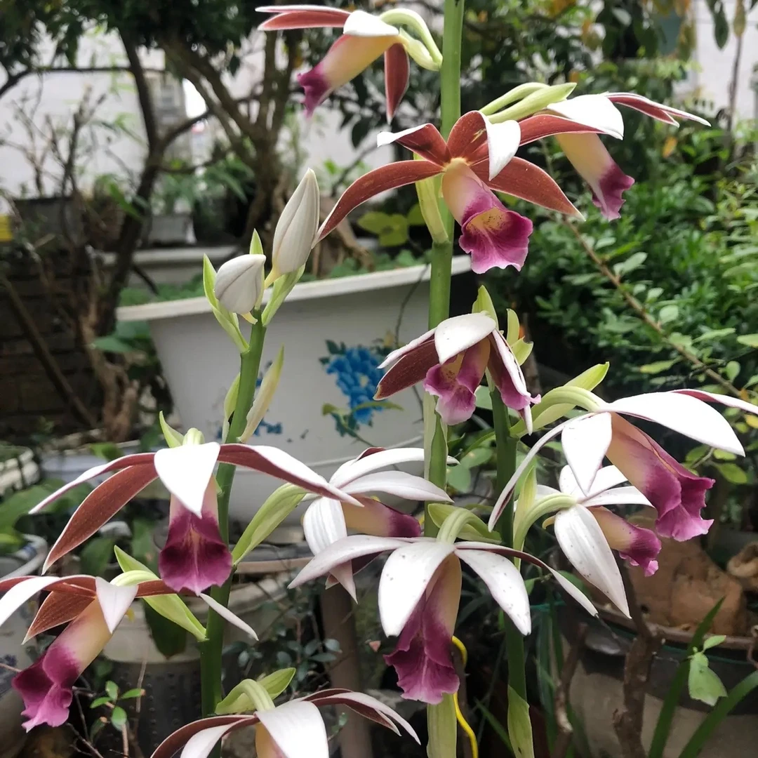 云南花卉盆景多花香浓好养活发苗快