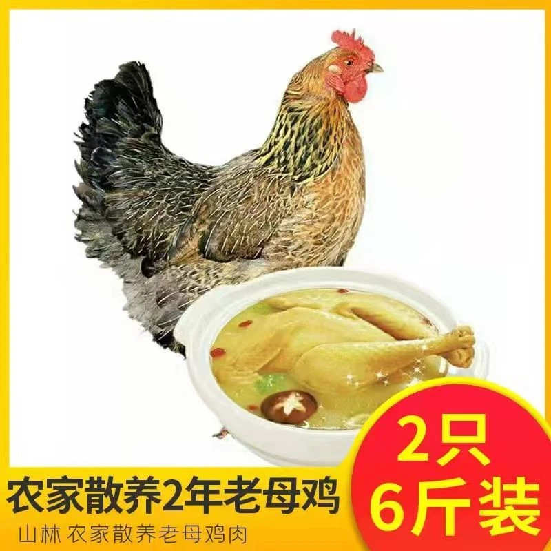 特价散养老母鸡土鸡笨鸡草鸡月子鸡跑山鸡走地鸡柴鸡鸡肉整鸡