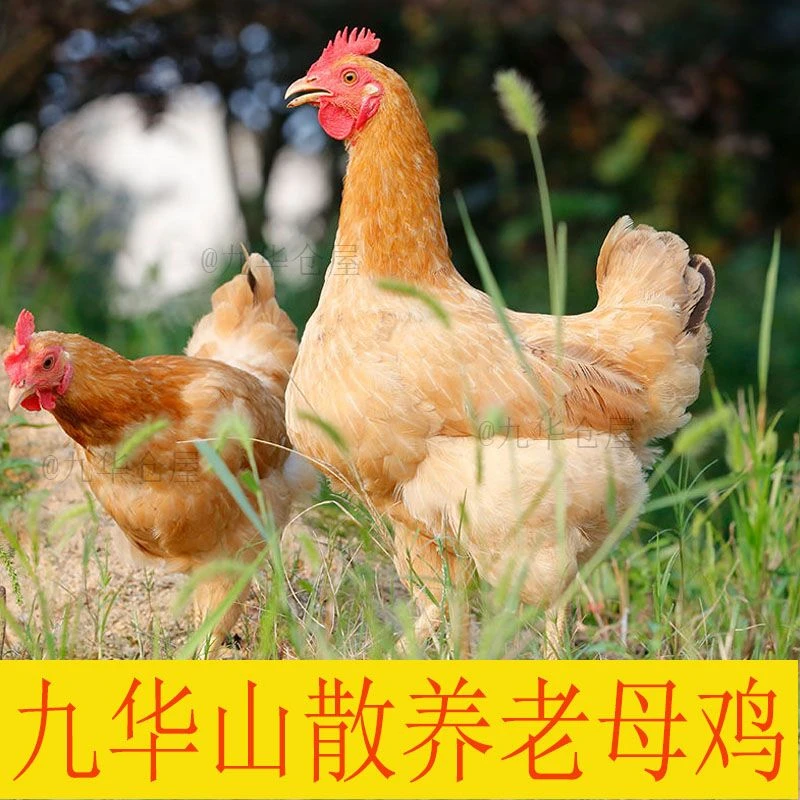 九华山老母鸡净重2.2斤到2.5斤左右农家正宗散养土鸡新鲜整鸡现杀