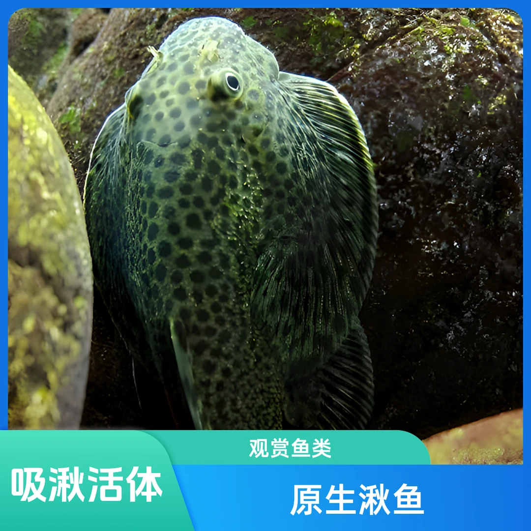 贵州爬岩鳅 纯手工野踩吸鳅 原生观赏鱼 清道夫鱼