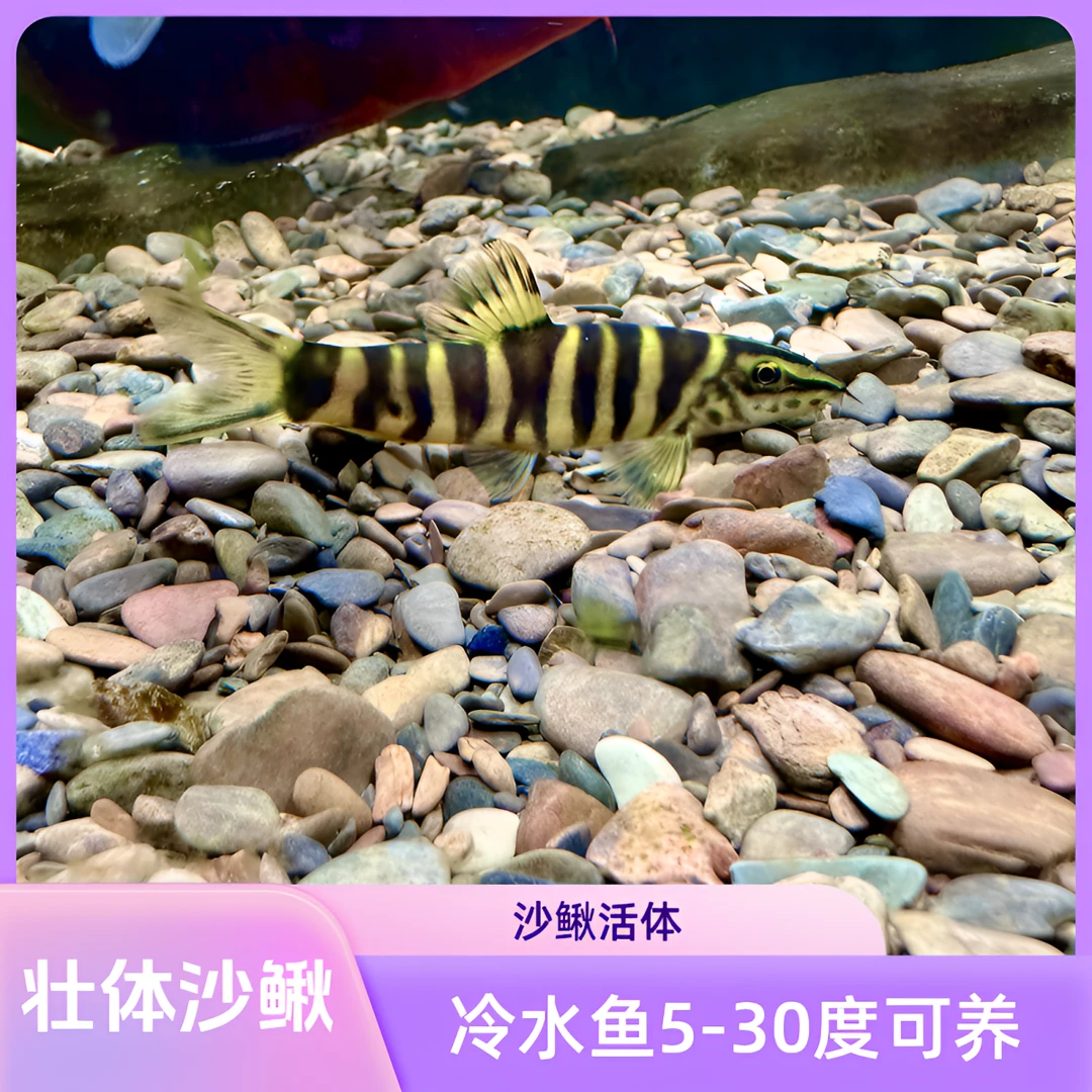 壮体花鳅 九间鼠  低层翻砂 吃残渣工具鱼 冷水淡水原生观赏鱼
