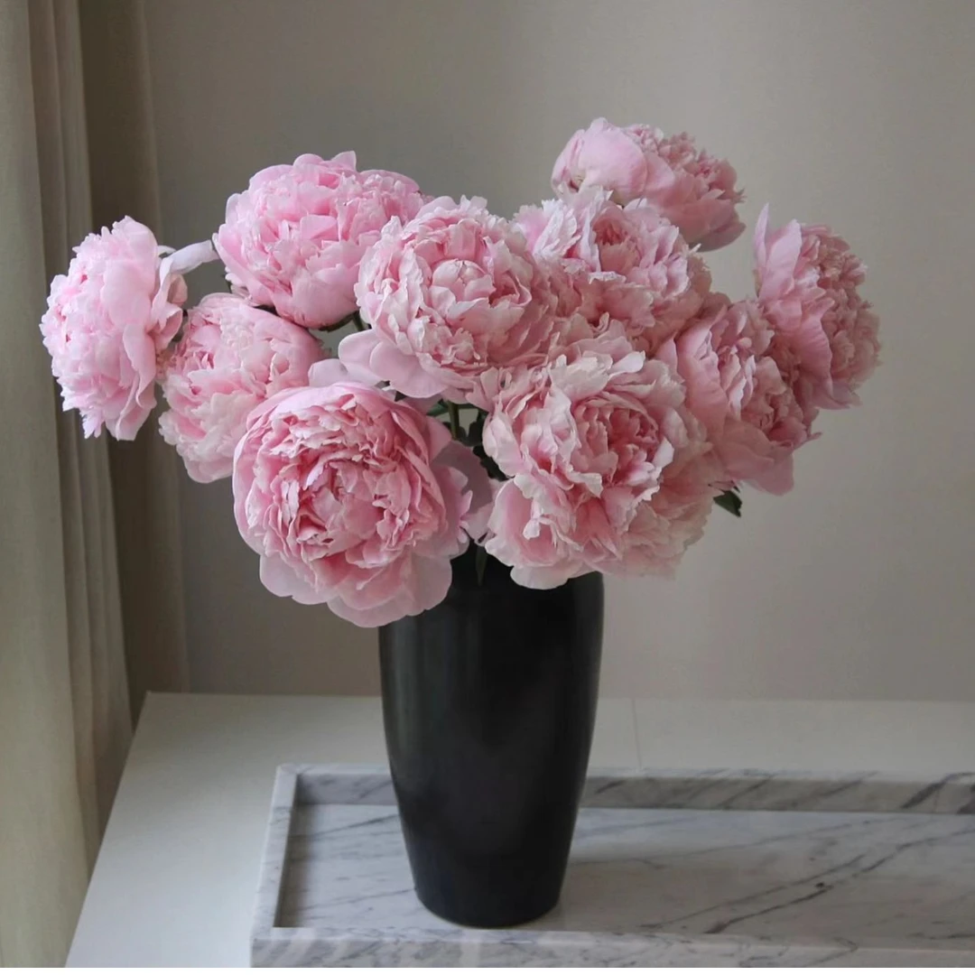 【莎拉】芍药鲜切花山东菏泽芍药花基地直发