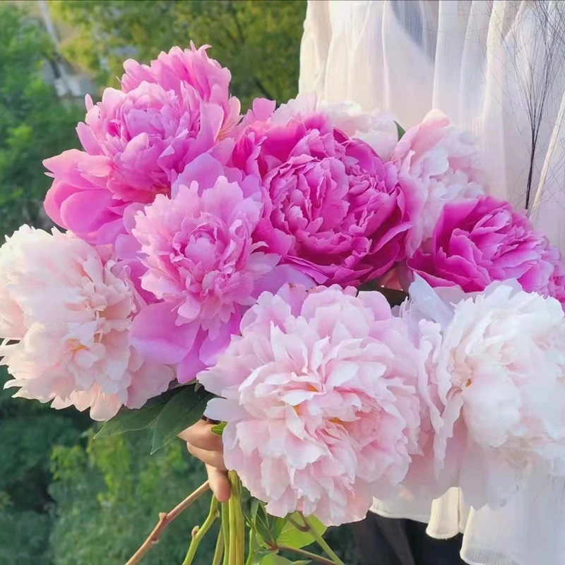 【福利】山东重瓣芍药鲜花莎拉晴雯芭茨拉芍药鲜切花基地