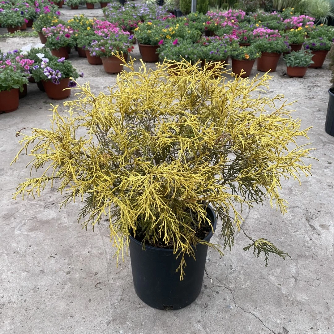 花镜植物金线柏盆栽四季常绿阳台花园绿植耐热耐寒地被观叶植物