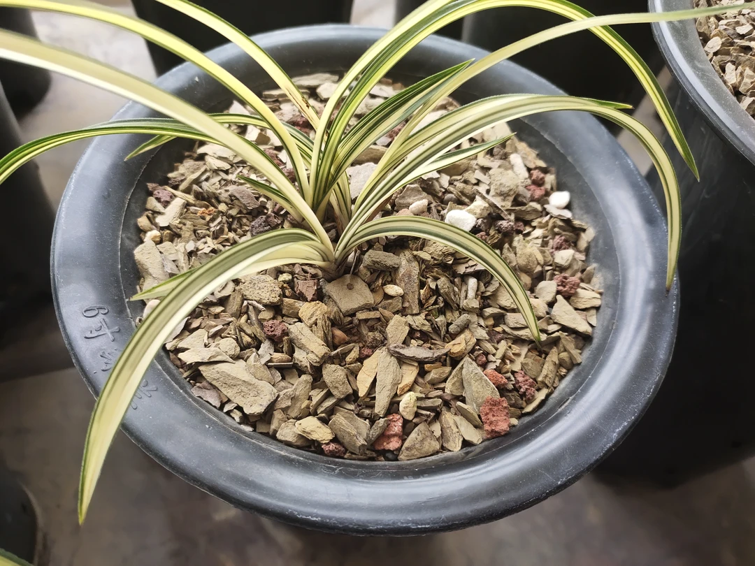 春兰黄金大帽中透变异兰花草