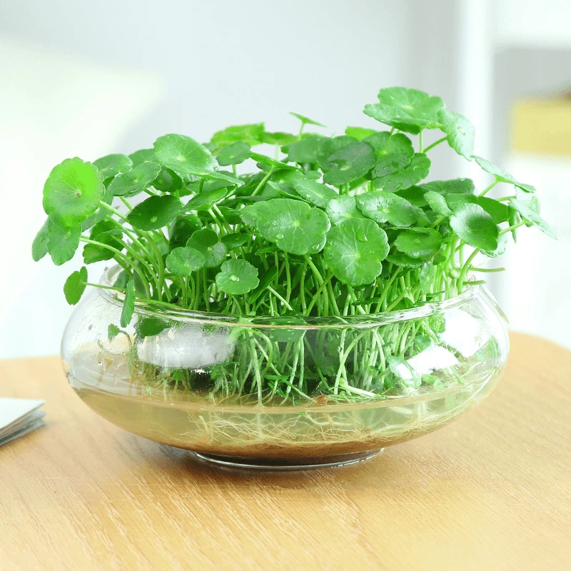 金钱草植物水养办公室桌面草水培绿植实物窗台小盆景植物