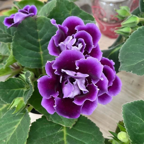 【新疆包邮】芙蓉花！耐活好养！四季开花