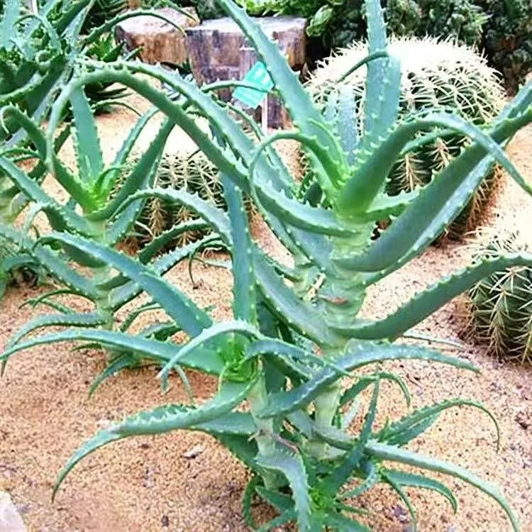 绿植花卉盆栽木立芦荟木剑芦荟小木芦荟龙爪菊可食用消炎盆栽包邮