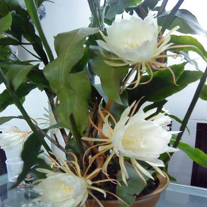 昙花苗 阳台桌面高档盆栽昙花 琼花苗 昙花盆栽四季长青 带根发货