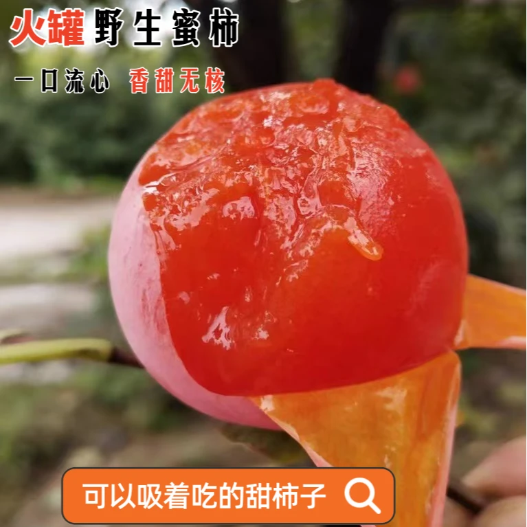 【火罐蜜柿】陕西柿子30枚流心蜜柿软糯香甜新鲜现采40-60g