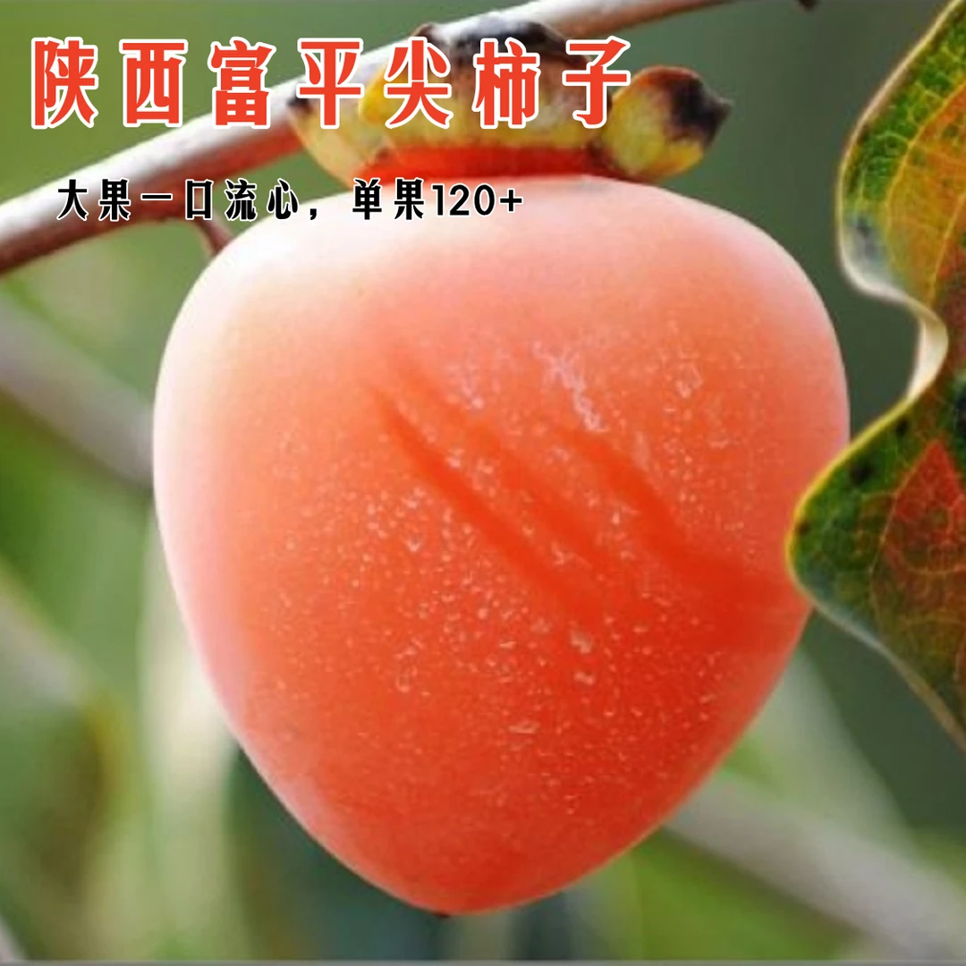 【大尖柿】陕西富平大柿子12枚流心蜜柿软糯香甜新鲜现采125-150g