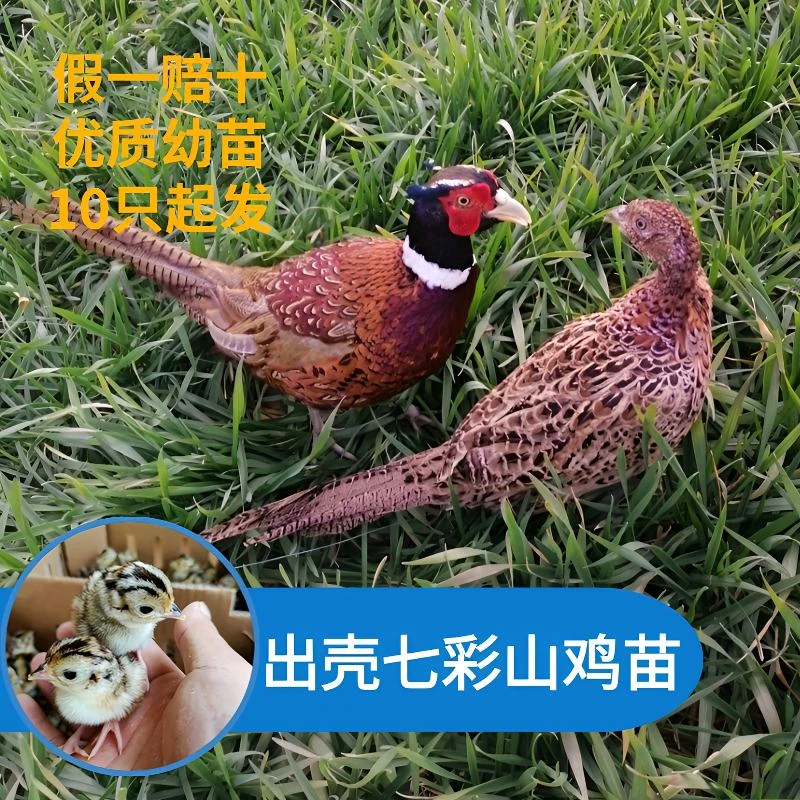 出壳七彩山鸡苗稚鸡纯种山鸡10只起发