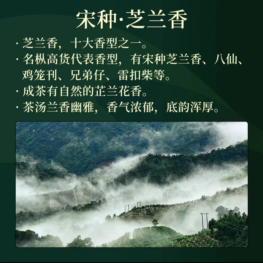 凤凰单丛茶老枞宋种