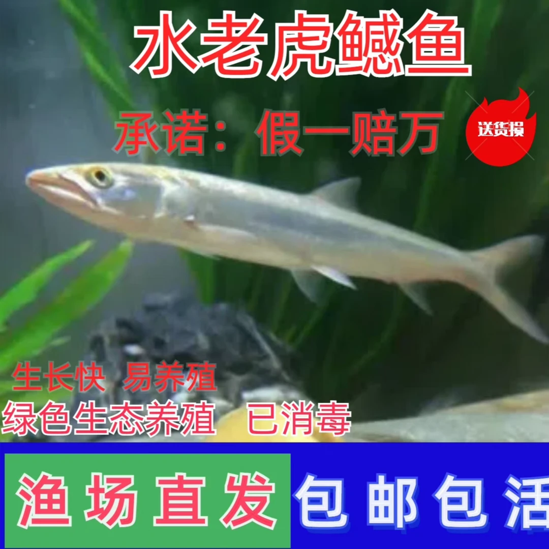 鱤鱼苗，凶猛类原生鱼水老虎
