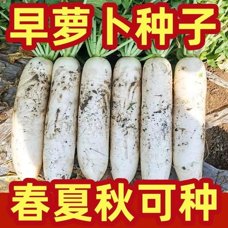 【全店满五包包邮】白玉萝卜胡萝卜早熟大白萝卜种子菜种子