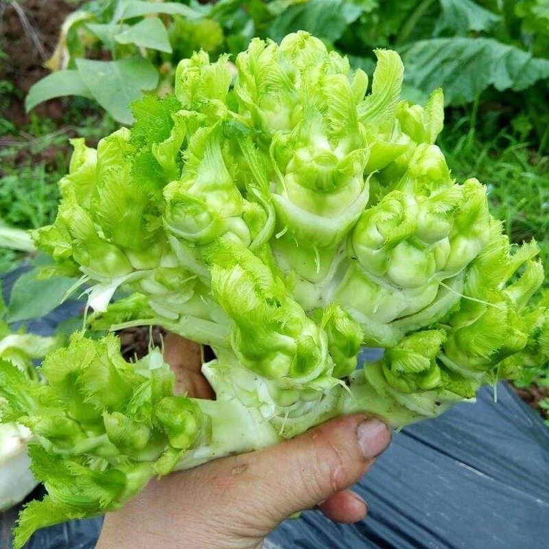 儿菜种子抱子芥儿菜种籽儿菜种孑菜籽小白菜蔬种耐阳台