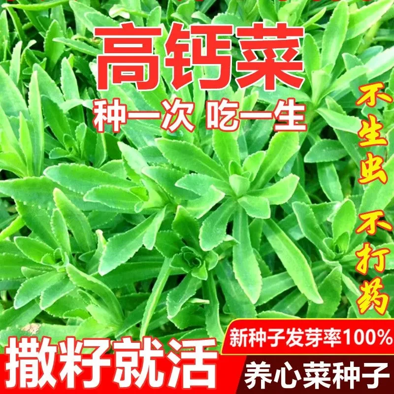 抢养心菜种子四季救心菜救心草有机高钙菜景天三七费蔬菜种子籽子