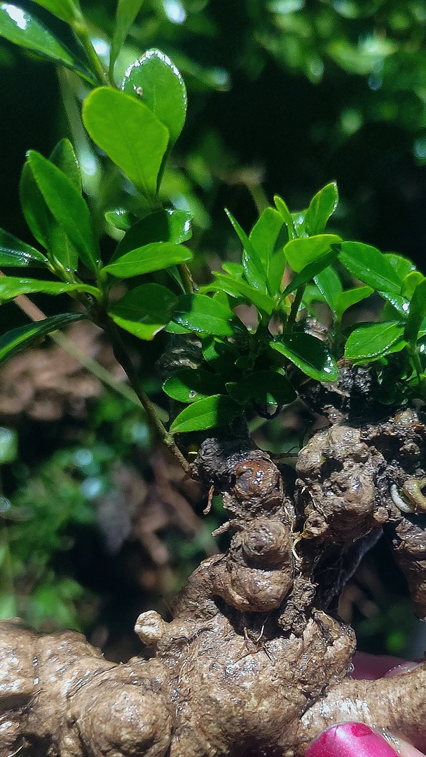 水杨梅栀子花春花绿植盆栽