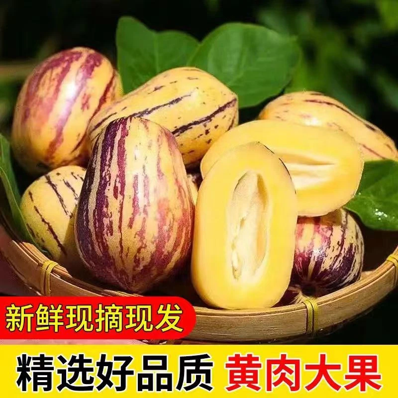 【坏果包赔】甘肃民勤沙漠人参果净重4.5-5斤当季新鲜水果清甜多汁