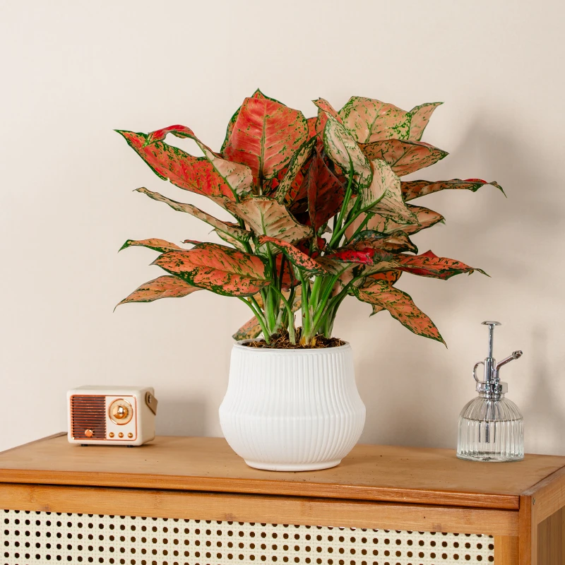 如意皇后彩叶粗助草室内观叶植物办公室花卉桌面盆栽四季好养绿植