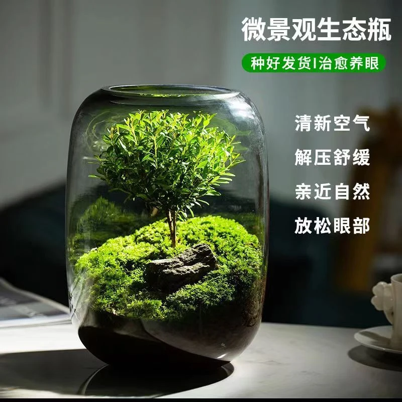 生命之树创意桌面绿植苔藓微景观送礼客厅前台书房办公室精致摆件