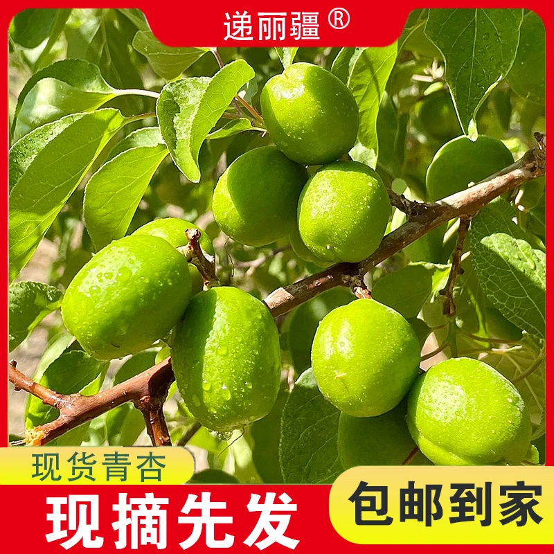 新疆吐鲁番托克逊酸青杏超级酸 果园酸杏子产地直发包邮