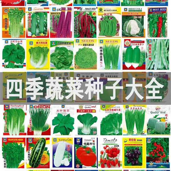 蔬菜种孑菜种子四季阳台生菜香菜韭菜菜心盆栽葱种籽大全青菜套餐