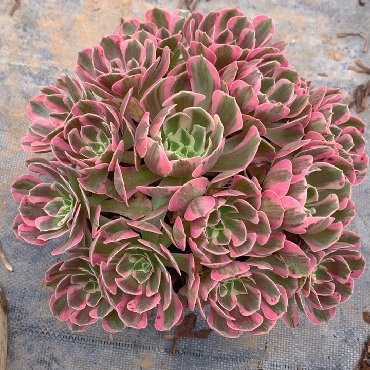 415粉女郎捧花朵朵