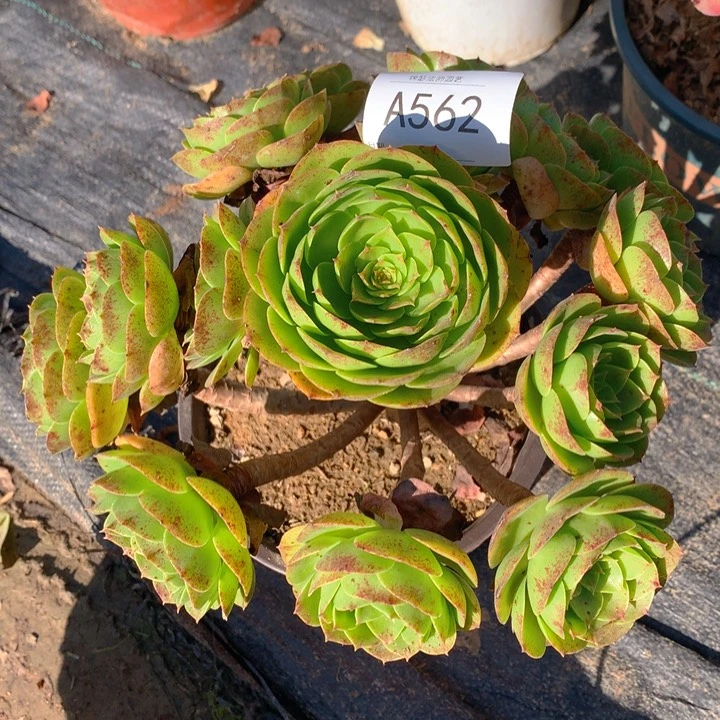 562红心万圣节精控朵朵